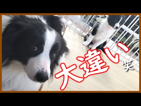 ボーダーコリーのオスとメスの違い