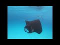 Group Of Manta Rays Approach Free Diver In Maldives