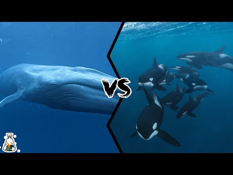 Blue Whale VS Killer Whale Pod - Who Is The King Of The Oceans?