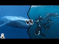 Blue Whale VS Killer Whale Pod - Who Is The King Of The Oceans?