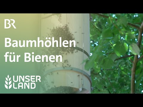 Baumhöhle für Bienen | Unser Land | BR Fernsehen