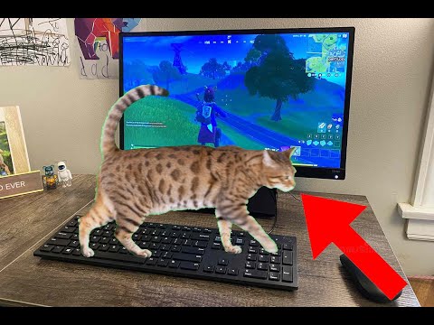When your cat walks across your keyboard