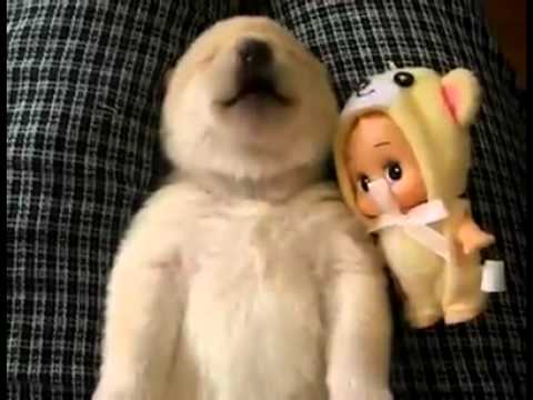 Puppies have nightmares too!