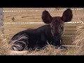 Okapi Calf Born At Disney S Animal Kingdom Lodge So Cute