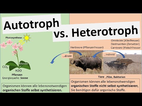Autotroph vs. Heterotroph [diets, biology]