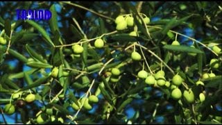 Oliveti, corsi sul campo per far vivere questo tesoro