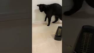 メトロノームと猫