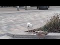 Herring Gull And Her Chick Long Call