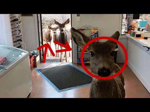 Woman snaps amazing photos of deer wandering into Colorado store
