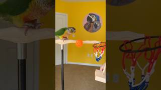 Green Cheek Conure Learning to Play Basketball