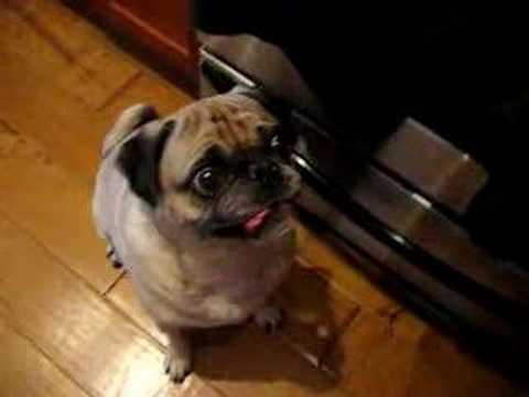 PUG's eye falls out of head