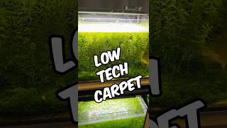 Download lagu 🌿✨ Cara Menumbuhkan Karpet Berteknologi Rendah yang Subur untuk Akuarium Tanaman Anda! 🌿✨ mp3
