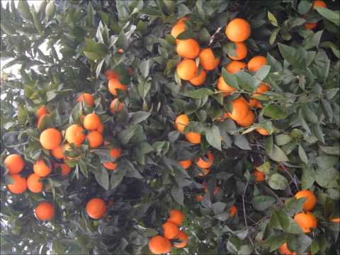 Moda Da Laranja - Flauzino e Florêncio