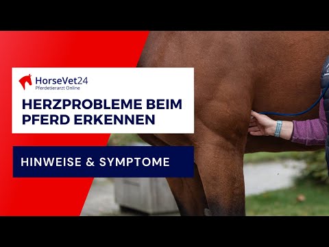 Herzprobleme beim Pferd erkennen