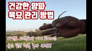 양파 육묘의 달인!! 지금 이 정도 뿌리!! 싸이즈는 되어줘야!! 정식 후 너무 잘자람!! 아직도 양파 힘들…