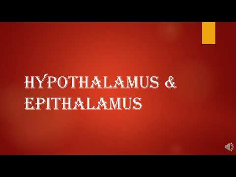 HYPOTHALAMUS AND EPITHALAMUS