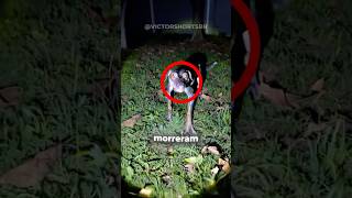 A evolução falhou aqui… ☠️ #shorts #curiosidades