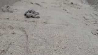 preview picture of video 'Baby sea turtles in Carolina Beach'