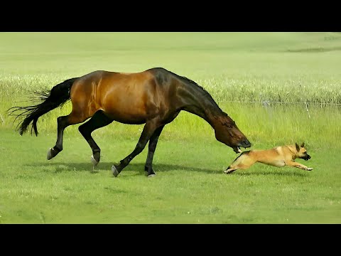 حيوانات واجهت الخصم الخطأ فهذا ماحدث لها لن تصدق ردة فعل الخصم | الجزء 3 |