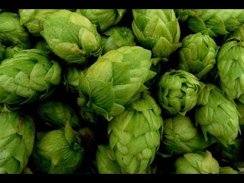 CHMIEL ODPOWIADA 2016 #1