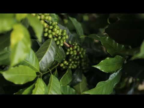 Sur la route du café bleu