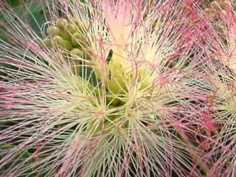 Aurica Dicusară Basarabeanca - Speranţe