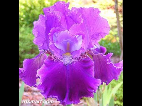 download lagu mp3 mp4 Buy Bearded Iris Online, download lagu Buy Bearded Iris Online gratis, unduh video klip Buy Bearded Iris Online