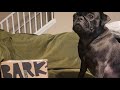 BarkBox Unboxing March 2024 W Monty Carlos