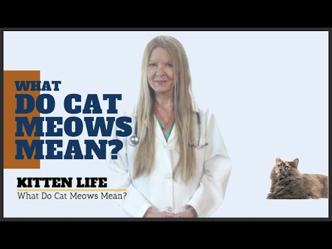 What Do Cat Meows Mean? Most of you have no idea!