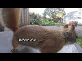 Feeding A Tiny Peanut Butter Sandwich To A Squirrel