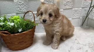 ハーフ犬の動画01