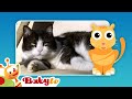 Cats Fun With Animals BabyTV