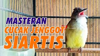 Download lagu MASTERAN CUCAK JENGGOT GACOR FULL TEMBAKAN SUPER KASAR COCOK UNTUK MURAI BATU mp3