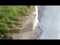 CAT Funny Dance WhatsApp Status Shorts Motivational Free Fire