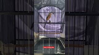 Download lagu Cendet Gereja Tengkek Buto Panjang mp3