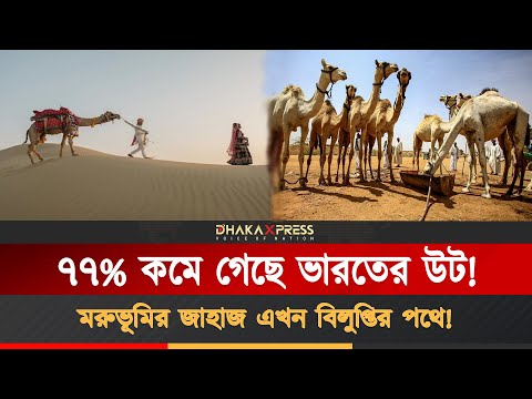 মরুভূমির জাহাজ খ্যাত উট কি বিলুপ্ত হয়ে যাবে?