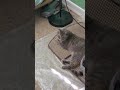 Lazy Day For This Three Gray Tabby Cream Tabby And White Van Kedisi Cat Shorts