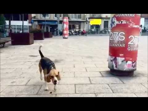 Gossos de Barcelona (Dogs of Barcelona)