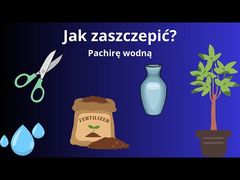 JAK ZASZCZEPIĆ PACHIRĘ WODNĄ?