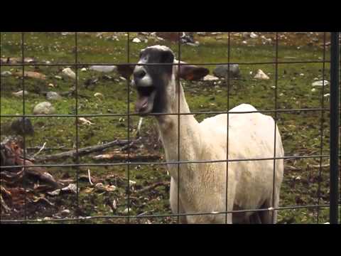 Daft Punk - Get Lucky (Goat Edition)