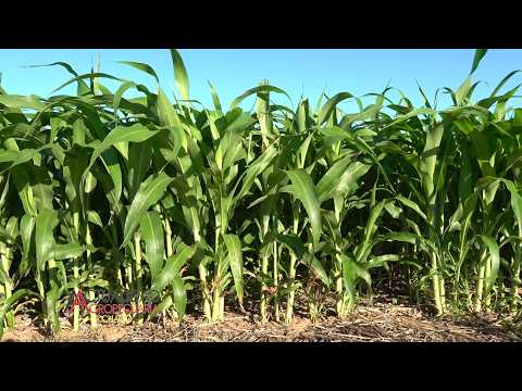 ENSAYOS DE CULTIVO DE SORGO - INTA LAS BREÑAS CHACO - ING. AGR. CARLOS SIMON.