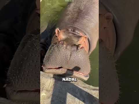 Ten Mężczyzna Codziennie Zaskakiwał Swojego Hipopotama 😯❤️