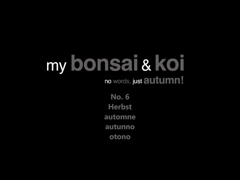Bonsai - no words, just autumn! - No.6  - Herbst, automna, autunno, otono