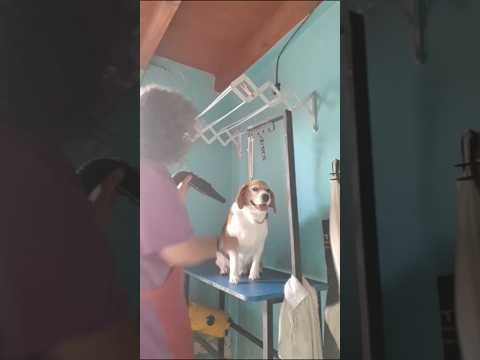 SECADO ETERNUM.#guarderiacanina #peluqueríacanina  #perros #neuquen #cutralco