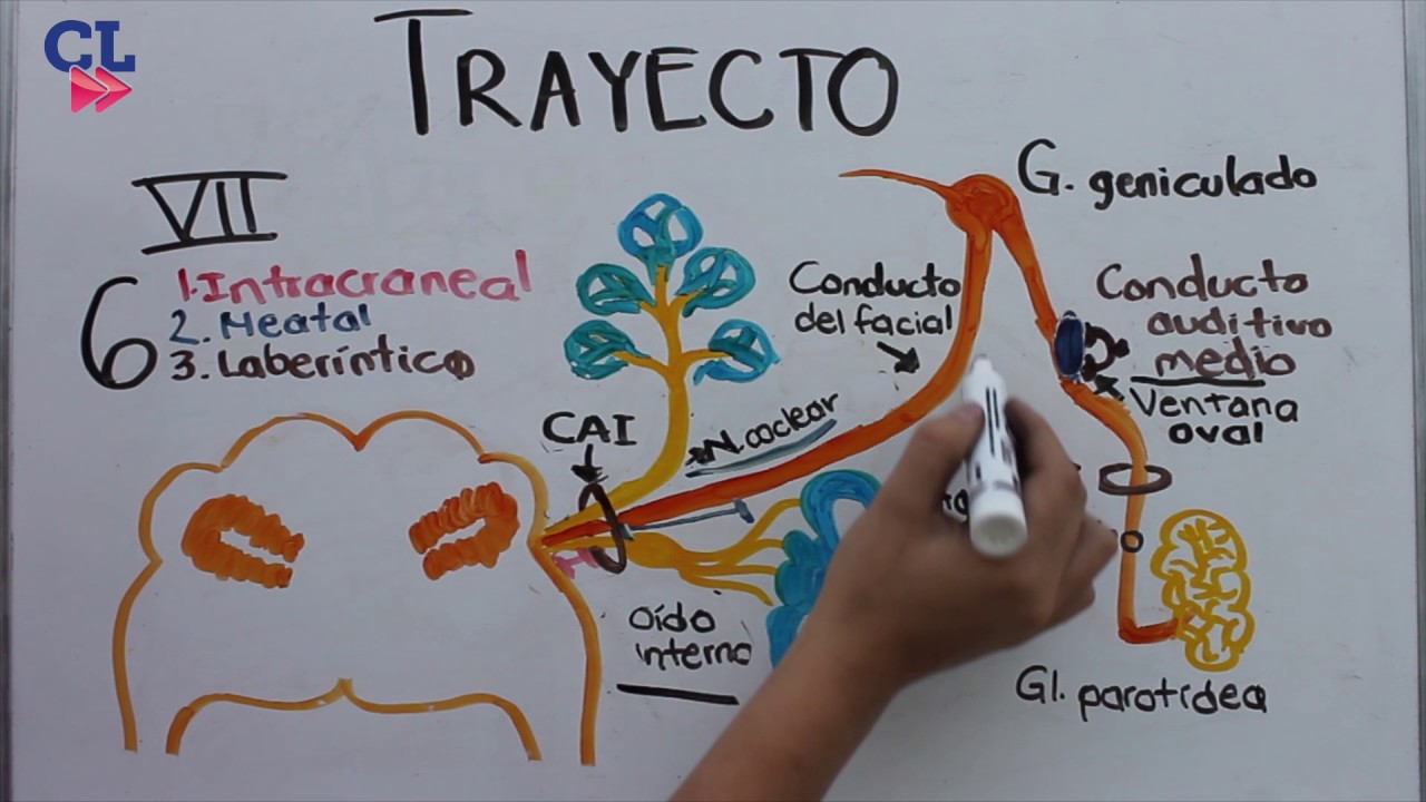 VII PAR CRANEAL. NERVIO FACIAL