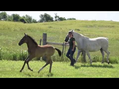 Osiris - 2 month old lusitano lipizzan cross