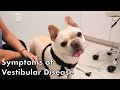Signs Of Vestibular Disease In Dogs