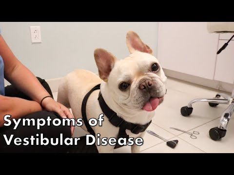 Signs of Vestibular Disease in Dogs