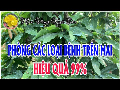 How to prevent fungal diseases on apricot trees effectively