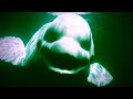 9 Strange Sounds Recorded In The Ocean